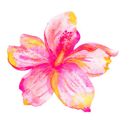 Watercolor hand drawn illustration of hibiscus pink flower, isolated on a white background. © AineGing