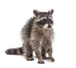 raccoon standing in front, isolated on white