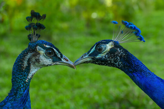 View of two Peafowls looking each other in safari park near Gazipur, Bangladesh.