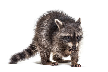 Young raccoon eating, isolated on white © Eric Isselée