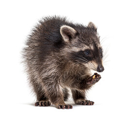 Young raccoon eating, isolated on white