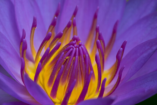 Close up view of a purple waterlily, Dhaka, Bangladesh.