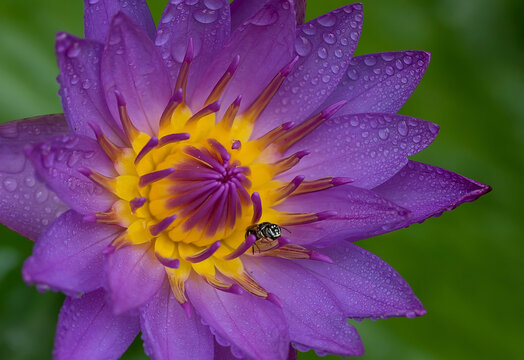 Close up view of a purple waterlily, Dhaka, Bangladesh.