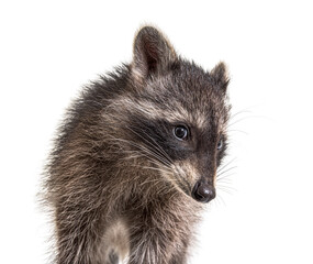 Cute young raccoon portrait, close-up, isolated