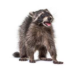 Portrait of a young raccoon mouth open. Weird expression - obrazy, fototapety, plakaty