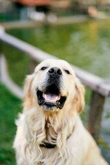 Golden retriever sits by the lake in the park with his head up