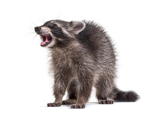 raccoon showing its tooth, standing in front, isolated on white
