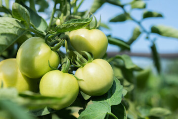 Group of fresh green tomatoes grow on bushes in the village