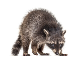 raccoon standing in front, isolated on white