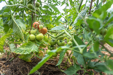 Green and red tomatoes ripen in the vegetable garden in summer