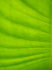 Abstract of The Crystal Anthurium Leaf
