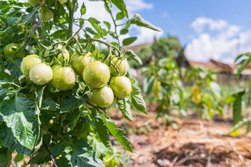 A group of unripe green tomatoes growing in summer. Vegetables in an organic vegetable garden