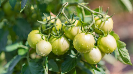 Green tomatoes in the garden grow in the summer in the village
