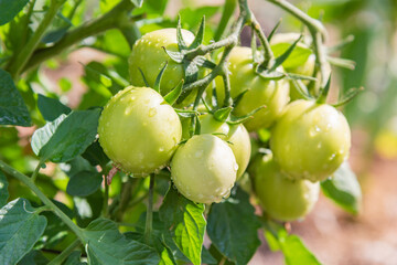 A group of unripe green tomatoes growing in summer. Vegetables in an organic vegetable garden
