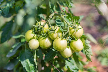 Green tomatoes in the garden grow in the summer in the village