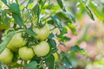 Green tomatoes in the garden grow in the summer in the village