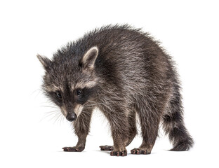 Side view of a standing Young Raccoon, isolated © Eric Isselée