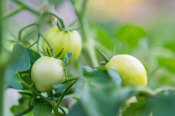 Green tomatoes in the garden grow in the summer in the village