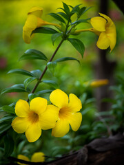 Yellow Allamanda Flowers Blooming