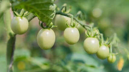 Green cherry tomatoes grow on bushes in the vegetable garden in summer. Close-up