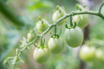 Green cherry tomatoes grow on bushes in the vegetable garden in summer. Close-up