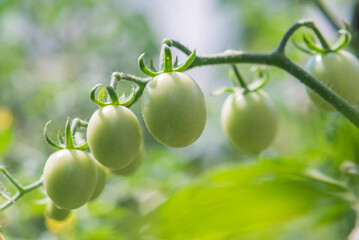 Green cherry tomatoes grow on bushes in the vegetable garden in summer. Close-up