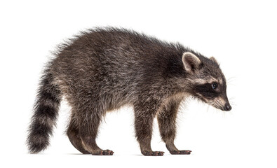 Side view of a standing Young Raccoon, isolated © Eric Isselée