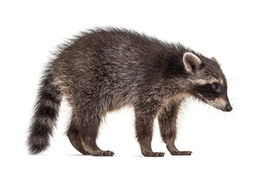Side view of a standing Young Raccoon, isolated