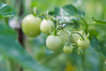 Green cherry tomatoes grow on bushes in the vegetable garden in summer. Close-up