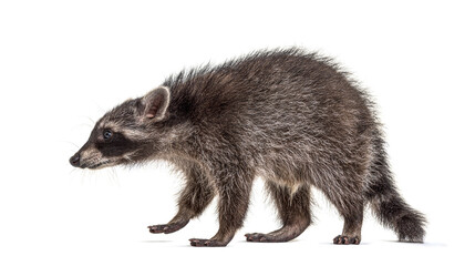 Side view of a standing Young Raccoon, isolated