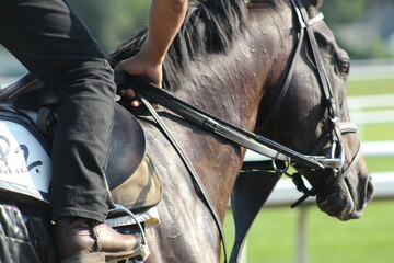 Obraz premium hold the reins