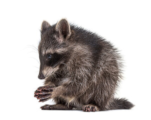 raccoon standing in front, isolated on white