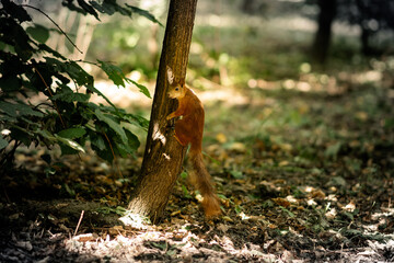 Wild squirrel on a tree in a green forest.