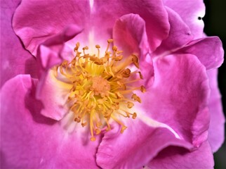 Pink Wild Rose Close-up