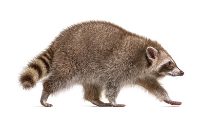 Side view, red raccoon walking away, Isolated