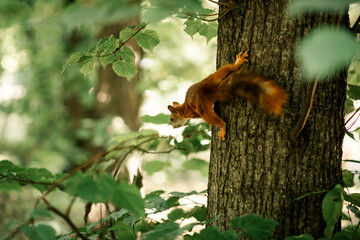 Wild squirrel on a tree in a green forest.