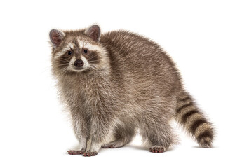 Red Raccoon facing at the camera isolated on white