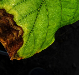 closeup photo of plant leaf veins pattern