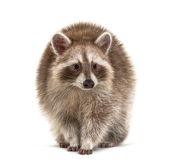 Red Raccoon standing and facing at the camera isolated on white