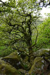 Twisted ancient oaks in Wistmans wood. The West Dart Valley. Dartmoor national park, Devon, England, UK