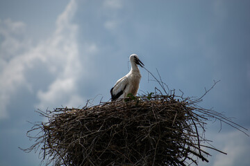 A small stork in a nest in the village