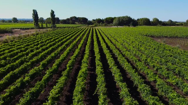 Champs de vignes Sud de France