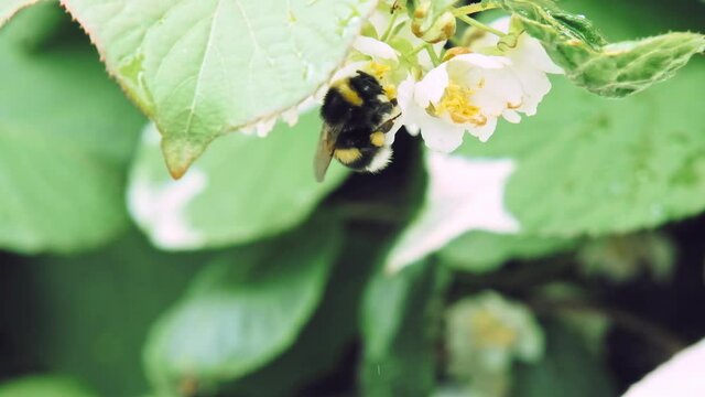 Hymenopteran insect bumblebee pollinates the white flowers of Actinidia. Slow motion x5. Close up, Macro shot. Wet leaves after rain. Latin, international names - Actinidia kolomikta, Bombus