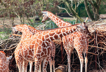 Group of Giraffes . Amazing animals in the savanna . Wild African herbivorous animals