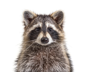 head shot of a young Raccoon facing at the camera, isolated