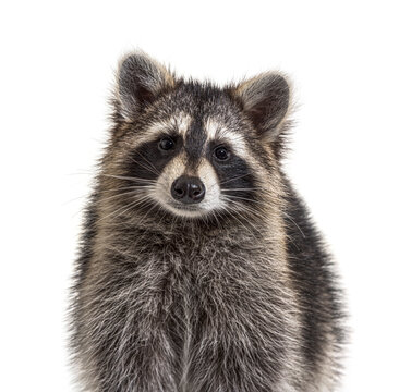 head shot of a young Raccoon facing at the camera, isolated © Eric Isselée
