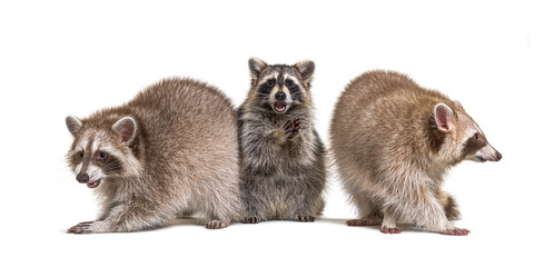 Three raccoons facing in a raw, isolated © Eric Isselée