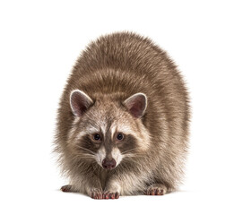 Red raccoon isolated standing in front