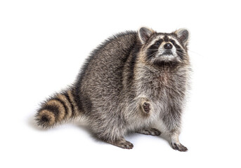 looking up raccoon standing in front, isolated on white - obrazy, fototapety, plakaty