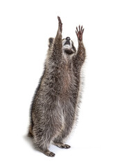 Racoon on hind legs, trying to reaching up